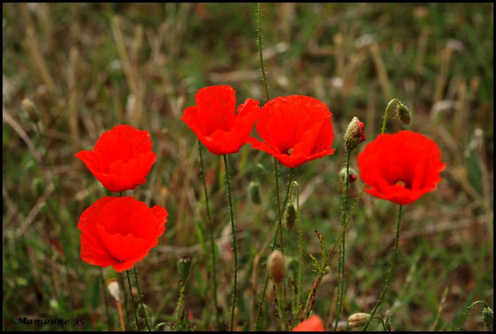 Jolis Coquelicots....