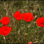 Jolis Coquelicots....