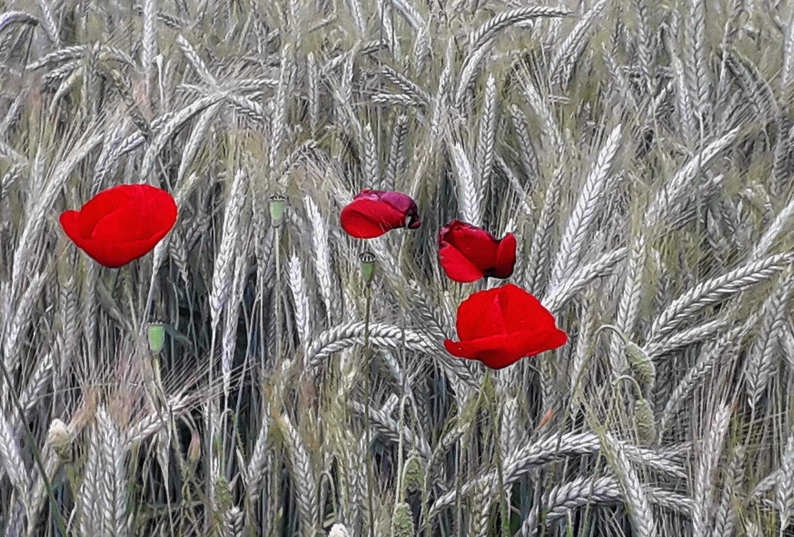 JOLIS COQUELICOTS...