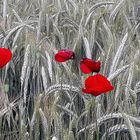 JOLIS COQUELICOTS...