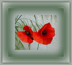 Jolis coquelicots Mesdames