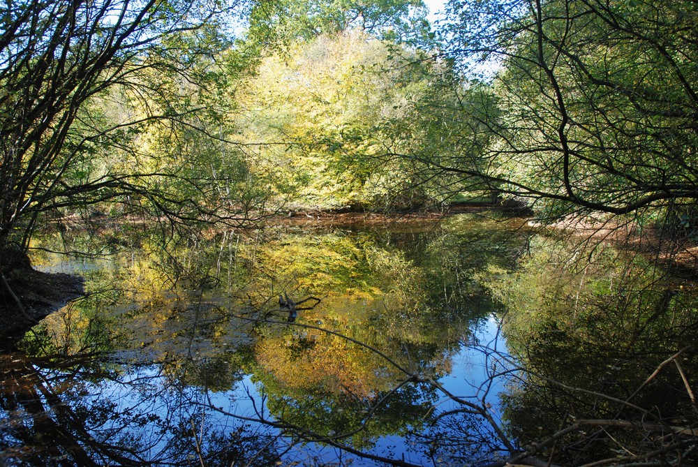 jolis reflets sur un etang en foret