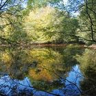 jolis reflets sur un etang en foret