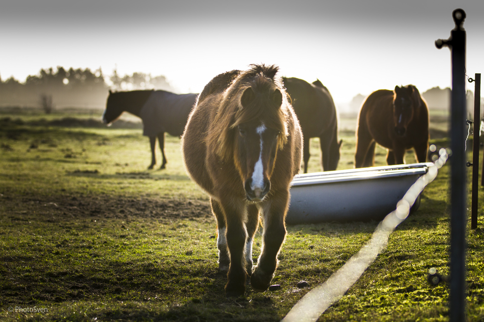Jolly Jumper 02 Foto & Bild tiere, haustiere, pferde, esel, maultiere
