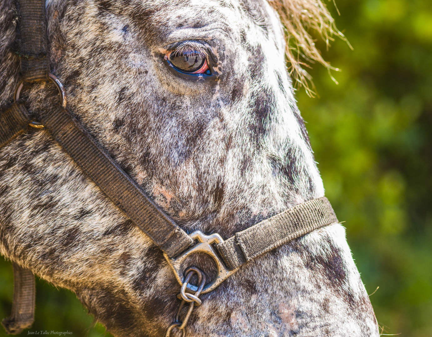  Jolly Jumper photo et image nature, animaux, cheval Images