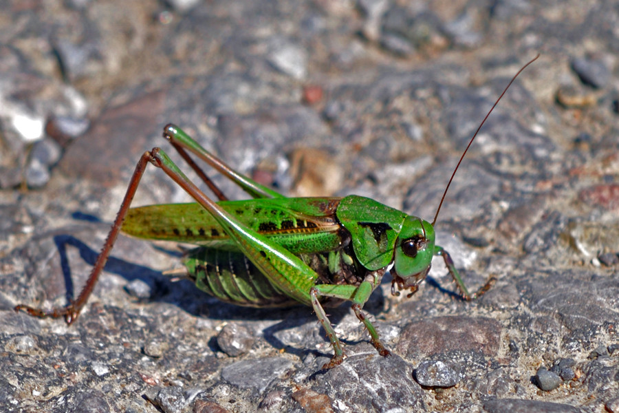 Jolly Jumper