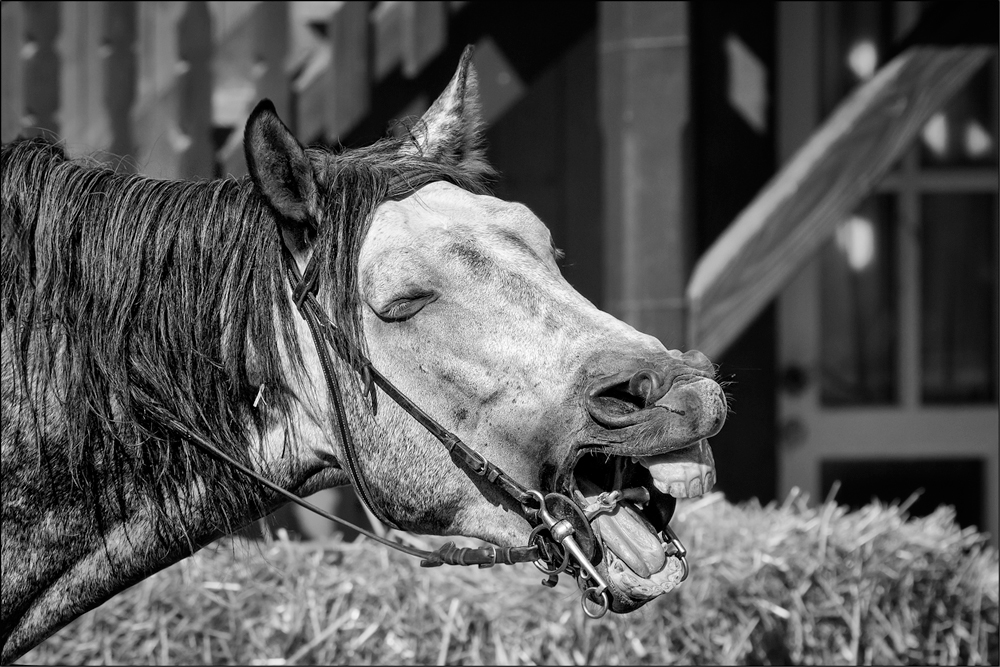 Jolly Jumper lacht Lucky Luke aus