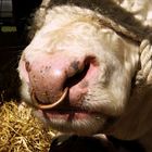 User Profile Photo