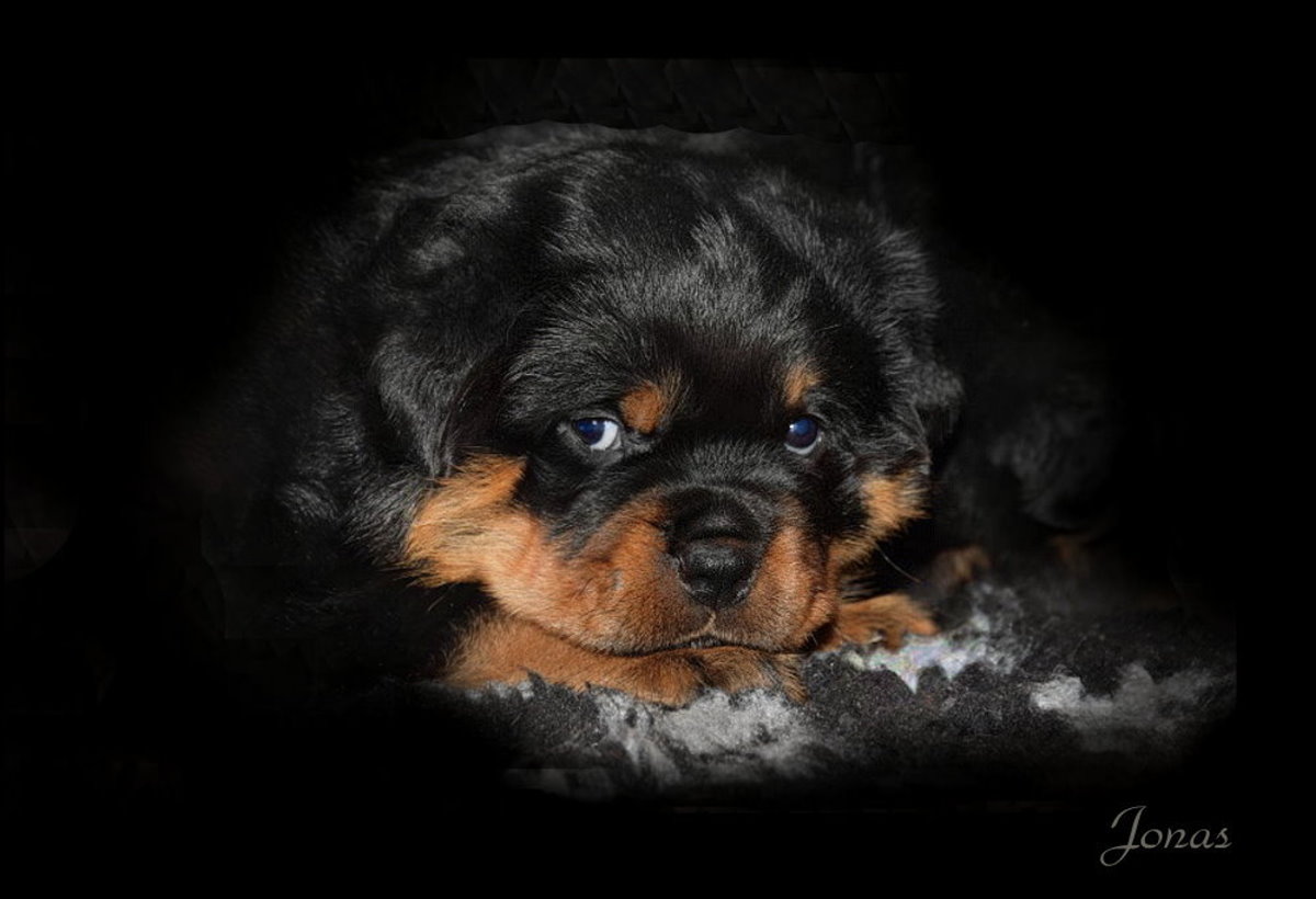 Jonas, 7 Wochen alter Rottweilerwelpe