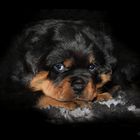 Jonas, 7 Wochen alter Rottweilerwelpe