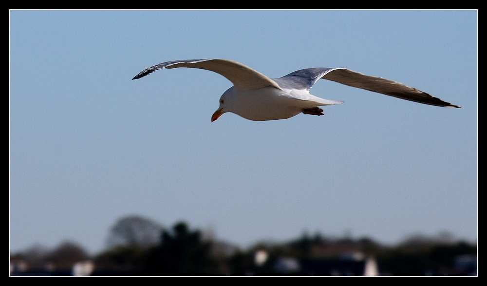 "Jonathan Livingston le Goëland "