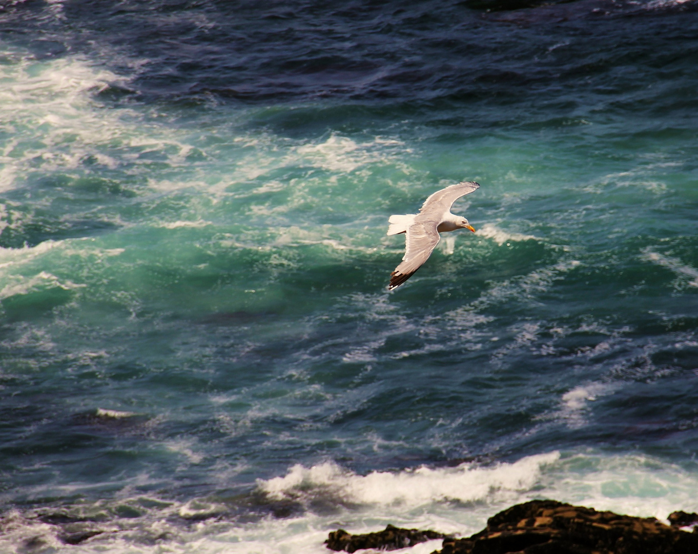 Jonathan Livingston le Goéland sur fond émeraude