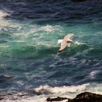 Jonathan Livingston le Goéland sur fond émeraude