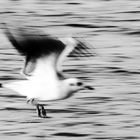 jonathan livingston seagull ..