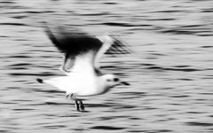 jonathan livingston seagull ..