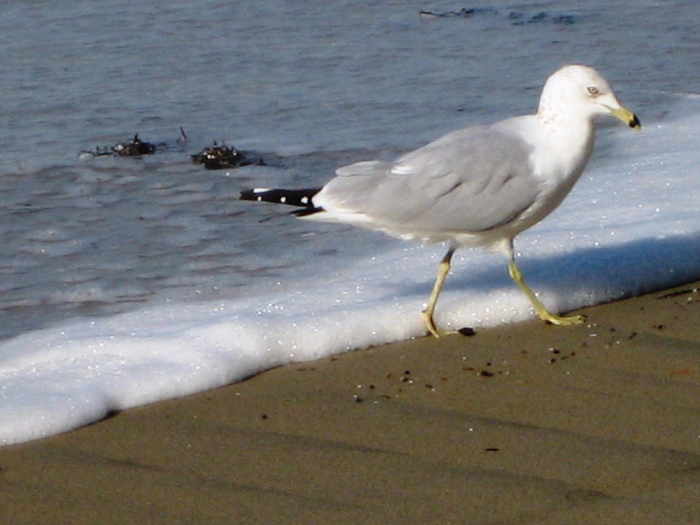 Jonathan Livingston Seagull