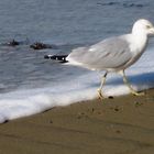 Jonathan Livingston Seagull