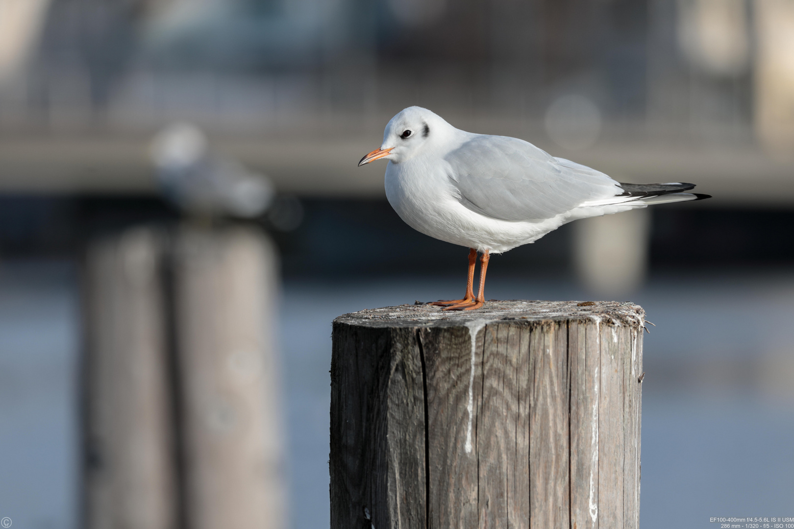 Jonathan Livingston Seagull