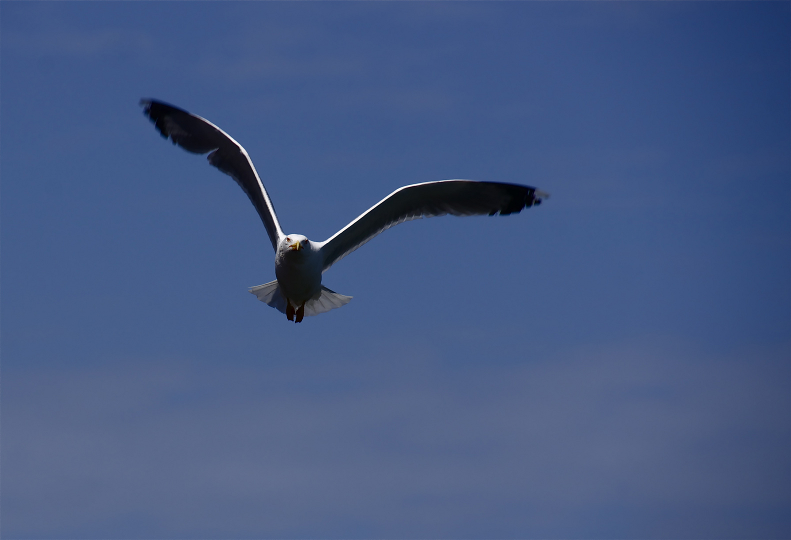 jonathan Livingston Seagull