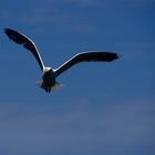 jonathan Livingston Seagull