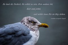 Jonathan Livingston Seagull