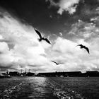 Jonathan Livingston Seagull