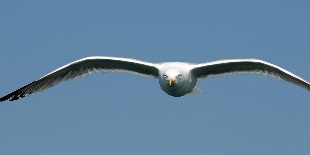 Jonathan Livingston Seagull