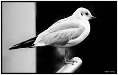 Jonathan Livingston Seagull