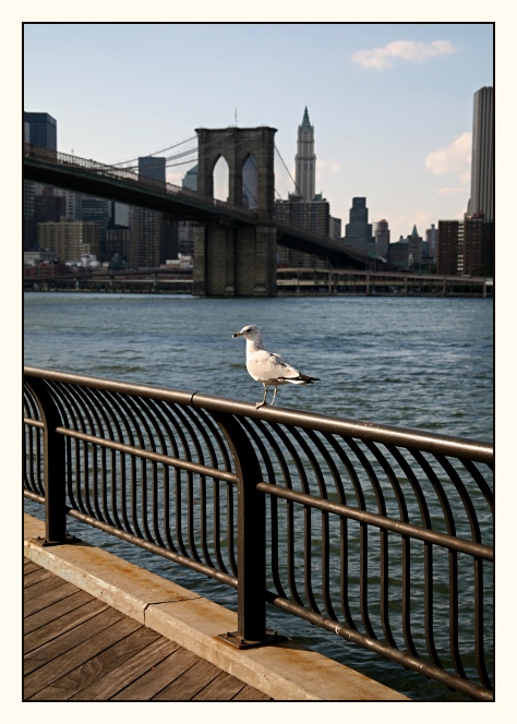 Jonathan Livingston Seagull in Brooklyn