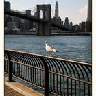 Jonathan Livingston Seagull in Brooklyn