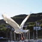 Jonathan Livingston Seagull Scottish Version for Sabine