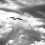 Jonathan Livingston Seagull - Verbannung