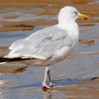 Jonathan Livingstone Seagull