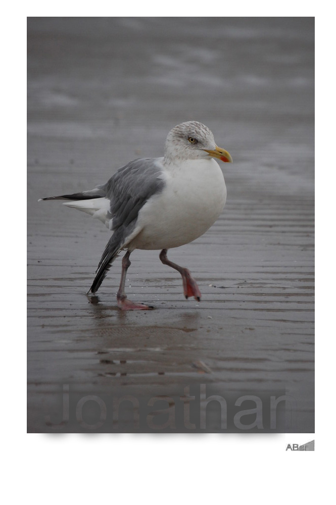 Jonathan Seagull