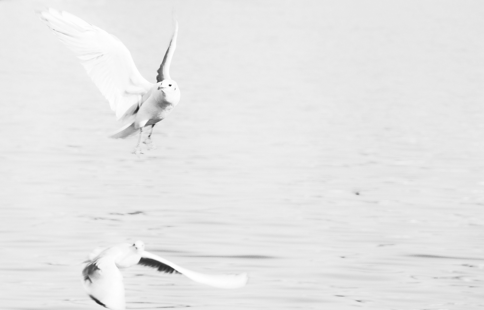 Jonathan Seagull...IV