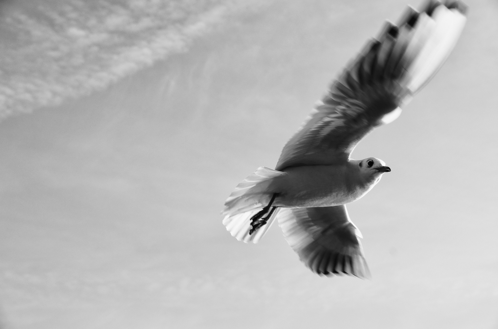 Jonathan Seagull...VII