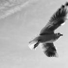 Jonathan Seagull...VII