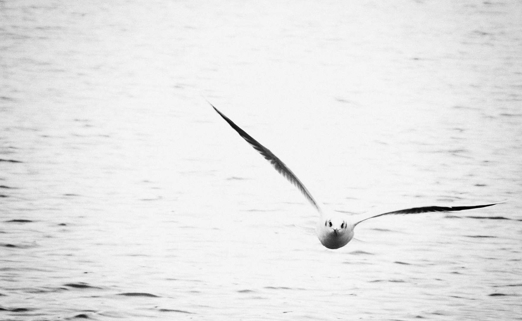 Jonathan Seagull...XI