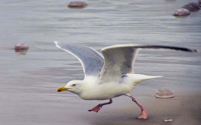 Jonathan Seagull...XVII