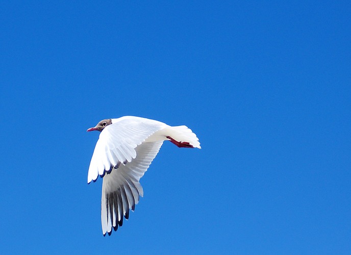 jonathan_livingston_seagull