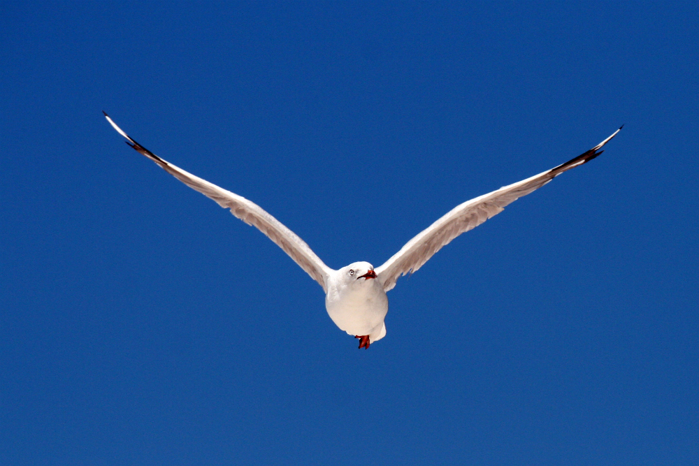 Jonathon Seagull