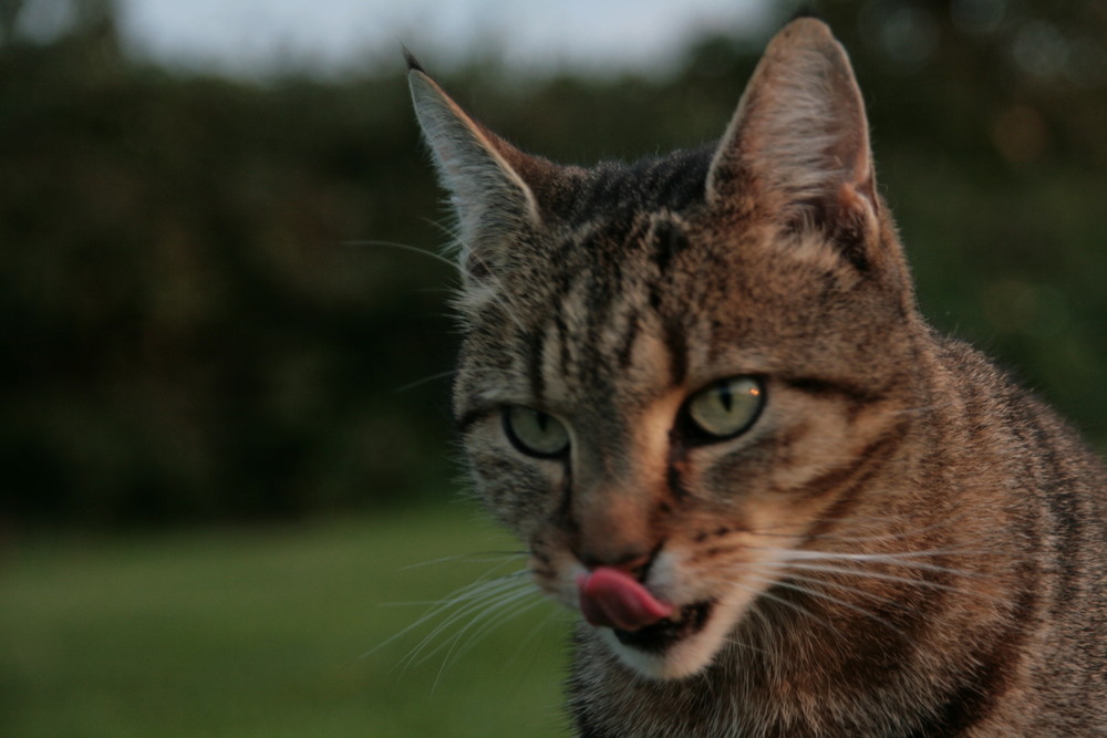 Jonny, der dienstälteste Kater bei uns