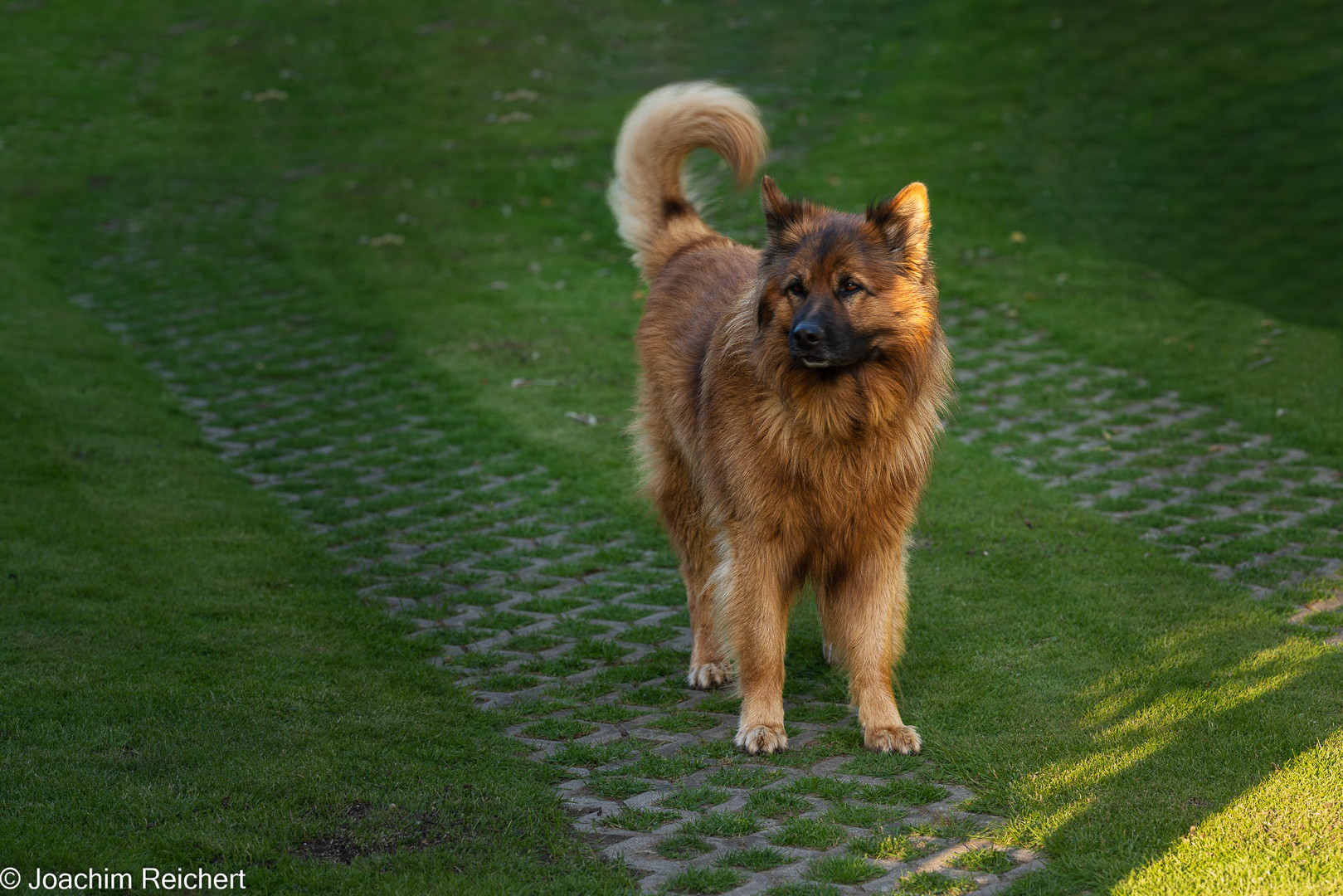 Jonny - unser Haus- und Hofhund in Neuzelle