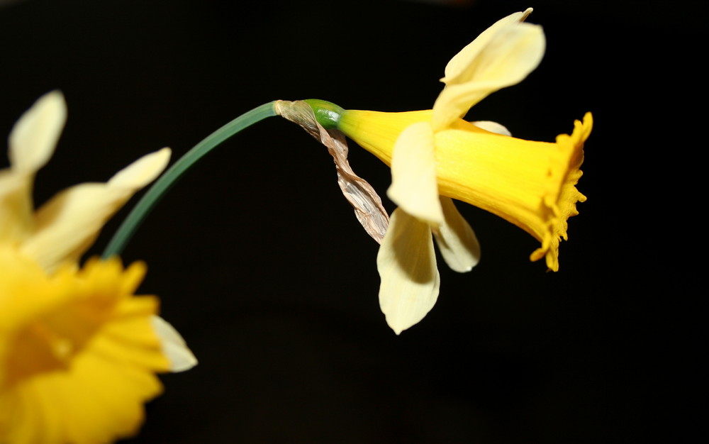 jonquil