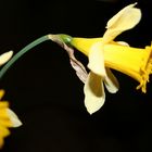 jonquil