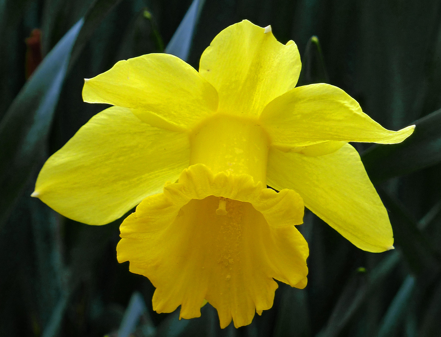 JONQUILLE. photo et image fleurs, jonquilles, nature Images