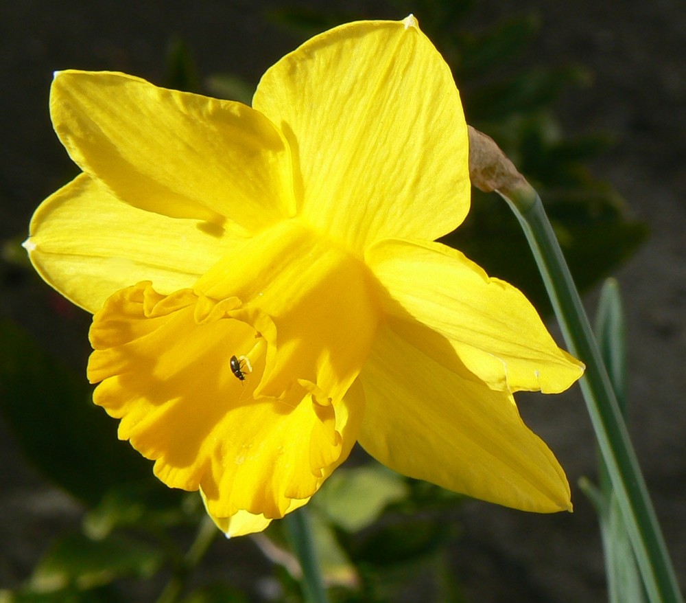 Jonquille photo et image macro nature, macro orchidées, nature Images