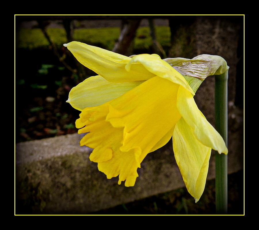 jonquille de mon jardin