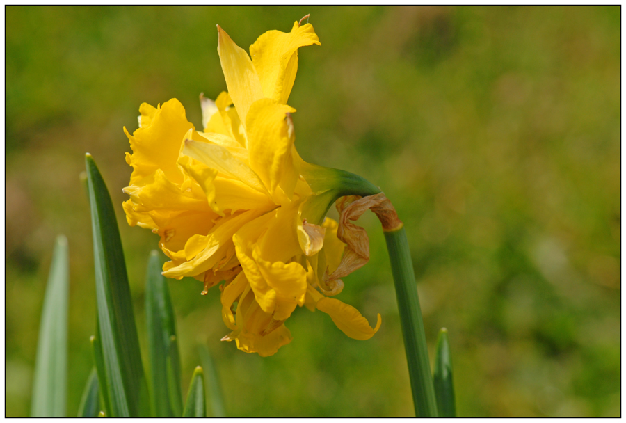Jonquille Double Photo Et Image Macro Nature Macro Orchidees Sauvages Nature Images Fotocommunity