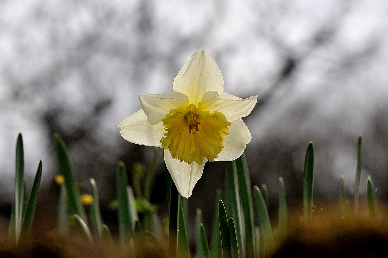 Jonquille juste avant la neige